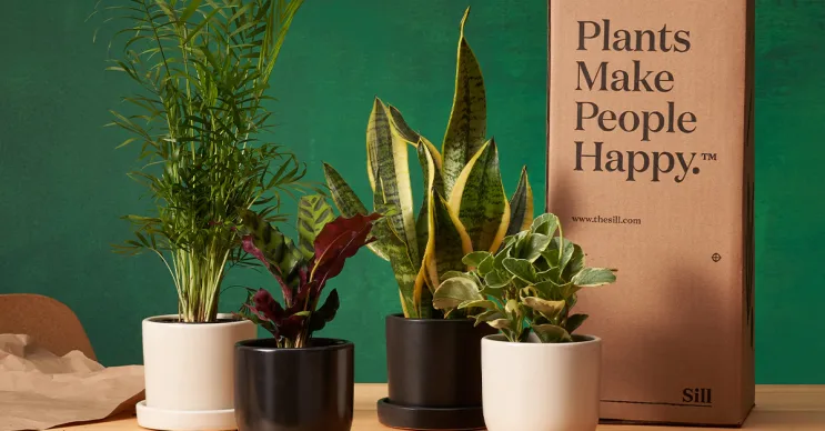 Four potted indoor plants next to a brown box with a positive message.